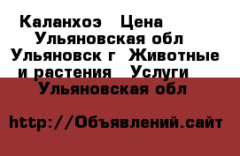 Каланхоэ › Цена ­ 150 - Ульяновская обл., Ульяновск г. Животные и растения » Услуги   . Ульяновская обл.